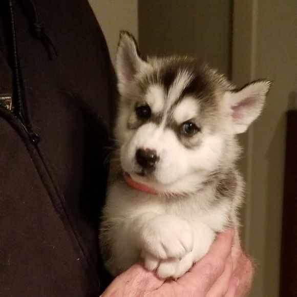 Meet your Posher, Kelli - Picture 1 of 1